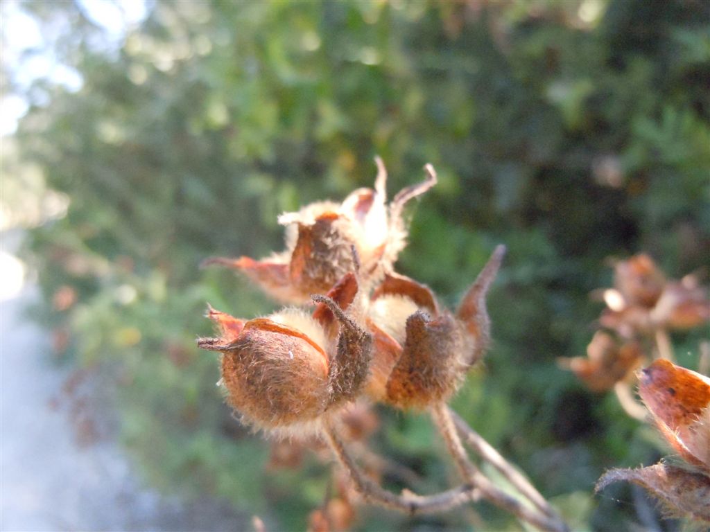 Cistus creticus / Cisto di Creta